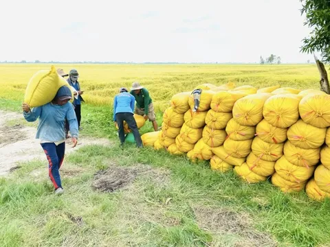 Giá lúa gạo hôm nay 18/7: gạo nguyên liệu giảm nhẹ