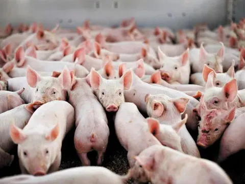 Giá heo hơi hôm nay 19/7: tiếp đà giảm 1.000 đồng/kg trên cả nước
