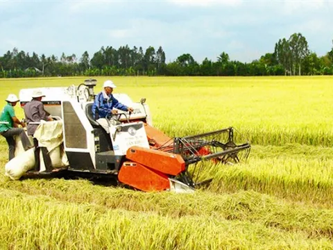 Giá lúa gạo hôm nay 19/7: gạo nguyên liệu giảm 50 đồng/kg