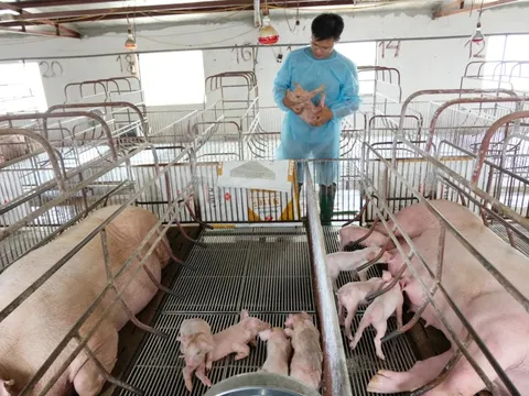 Hà Nội: ngăn nguy cơ lây lan dịch tả lợn châu Phi