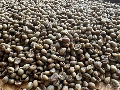 Giá cà phê hôm nay 21/7/2025: nhận định thị trường tuần này, liệu còn tăng tiếp?
