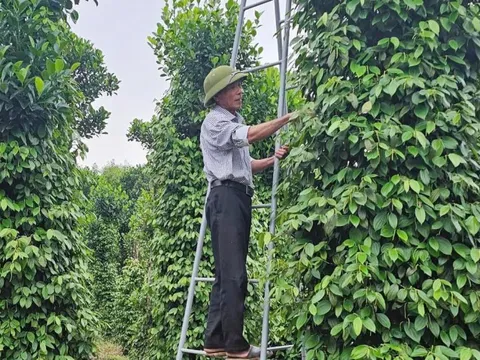 Giá tiêu hôm nay 22/7/2025: sức mua yếu, thị trường có xu hướng giảm trên toàn cầu