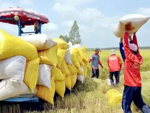 Giá lúa gạo hôm nay 22/7: gạo nguyên liệu bật tăng