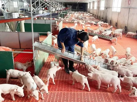 Giá heo hơi hôm nay 23/7: tiếp tục giảm nhẹ tại nhiều tỉnh thành