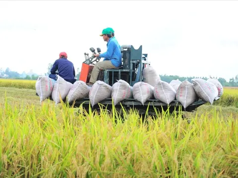 Giá lúa gạo hôm nay 23/7: gạo xuất khẩu tăng nhẹ