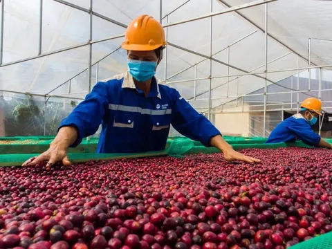 Giá cà phê hôm nay 24/7/2025: 2 yếu tố tích cực tiếp tục đẩy giá 2 sàn tăng