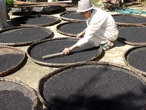 Giá tiêu hôm nay 24/7/2025: tiêu Indonesia tiếp tục tăng, thị trường dè dặt trước 1/8