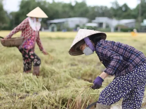 Giá lúa gạo hôm nay 24/7: gạo xuất khẩu tiếp tục tăng nhẹ