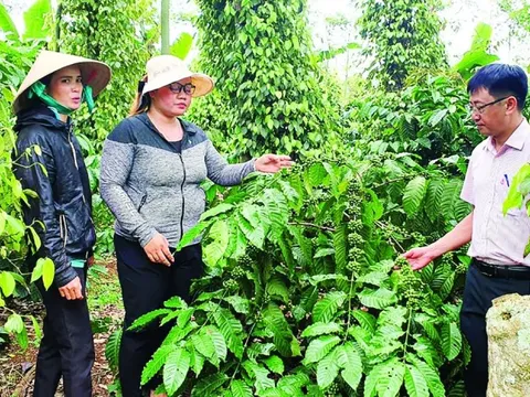 Giá tiêu hôm nay 25/7/2025: thị trường Mỹ dự kiến tăng mạnh đơn hàng những tháng cuối năm
