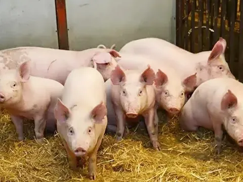 Giá heo hơi hôm nay 25/7: đi ngang sau nhiều ngày giảm