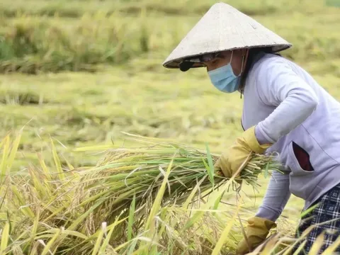 Giá lúa gạo hôm nay 25/7: giá gạo tiếp đà tăng nhẹ