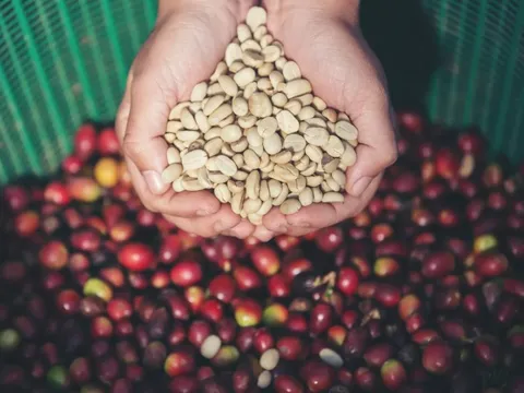 Giá cà phê hôm nay 26/7/2025: điểm mặt những nguyên nhân đẩy cà phê giảm phiên cuối tuần