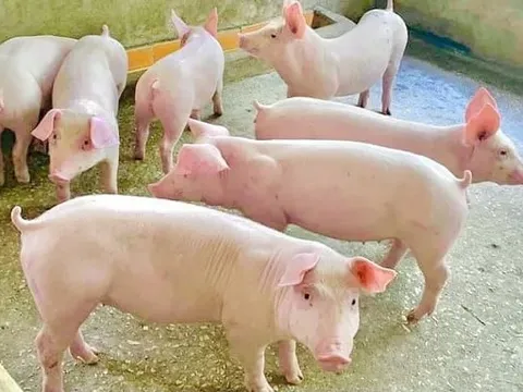 Giá heo hơi hôm nay 26/7: giảm 1.000 – 2.000 đồng/kg