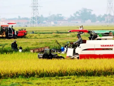 Giá lúa gạo hôm nay ngày 26/7: gạo xuất khẩu giảm mạnh