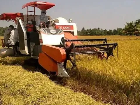 Giá lúa gạo hôm nay 28/7: giao dịch mua bán vắng, giá vững