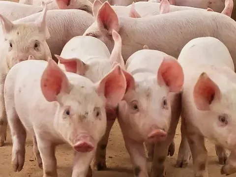 Giá heo hơi hôm nay 29/7: miền Trung và miền Nam giảm nhẹ