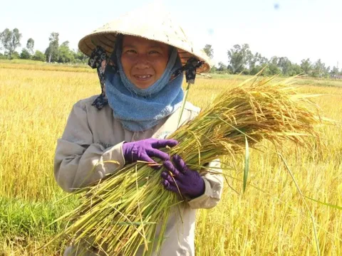 Giá lúa gạo hôm nay 29/7: giá gạo bật tăng