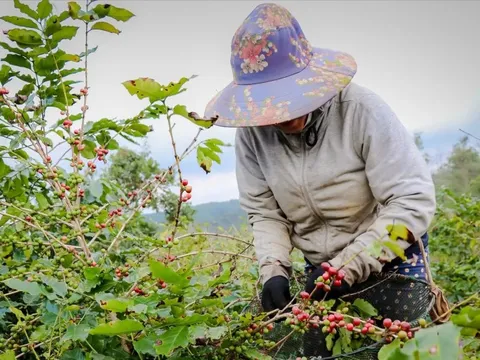 Giá cà phê hôm nay 30/7/2025: đồng USD tăng cao kéo giảm giá cà phê 2 sàn