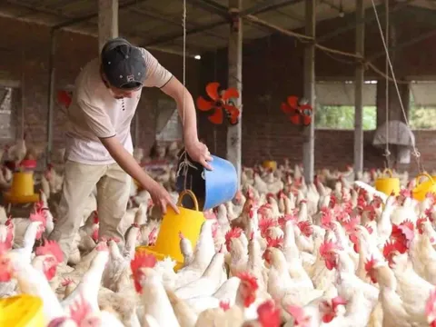 Nhiều lợi ích từ ứng dụng công nghệ cao trong chăn nuôi