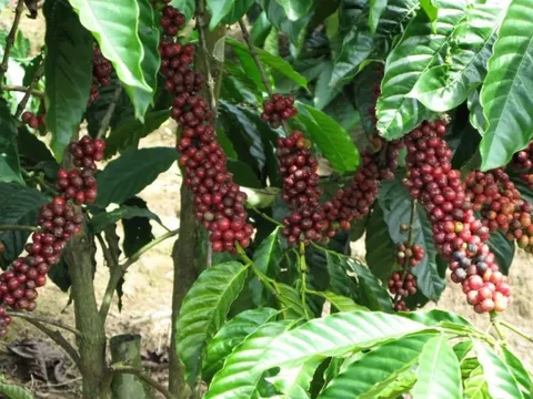 Giá cà phê hôm nay 31/7/2025: Robusta tăng trở lại, trong nước gần 100.000 đồng/kg