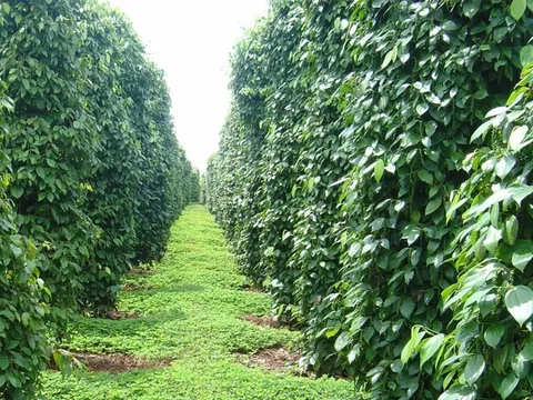 Giá tiêu hôm nay 31/7/2025: các nước cùng tăng, giá tiêu nội địa thêm 1.000 đồng/kg
