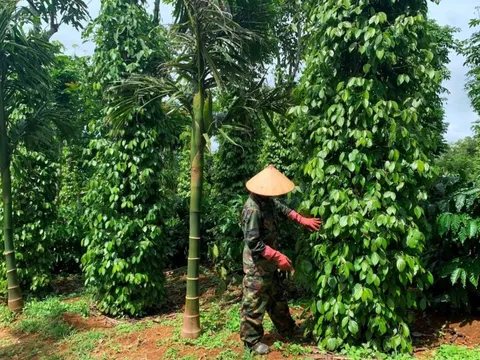 Giá tiêu hôm nay 1/8/2025: tăng 2 ngày liên tiếp, trong nước cán mốc 140.000 đồng/kg