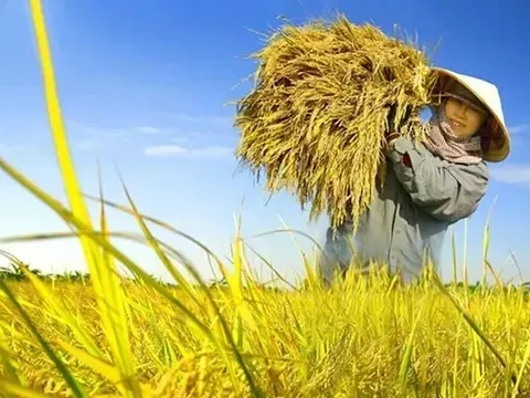 Giá lúa gạo hôm nay 1/8: giá gạo giảm nhẹ
