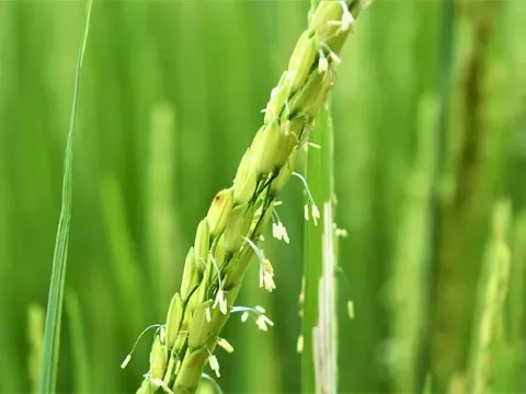 Giá lúa gạo hôm nay 2/8: gạo nguyên liệu tiếp đà giảm nhẹ