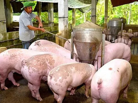 Giá heo hơi hôm nay 2/8: biến động trái chiều
