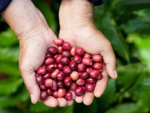 Giá cà phê hôm nay 2/8/2025: lao dốc ngày cuối tuần, nguồn cung trong nước khan hiếm dần
