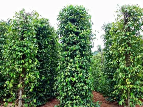 Giá tiêu hôm nay 2/8/2025: chỉ 1 quốc gia có giá tiêu tăng trong tuần
