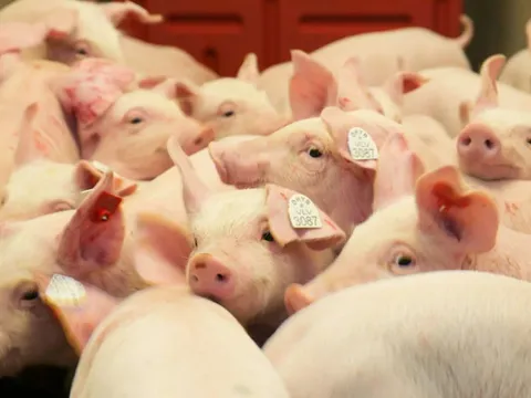 Giá heo hơi hôm nay 4/8: miền Nam tăng nhẹ 1.000 đồng/kg