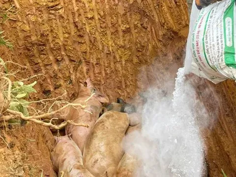 Cao Bằng: phát hiện 5 ô tô vận chuyển trái phép lợn nhiễm dịch tả lợn châu Phi