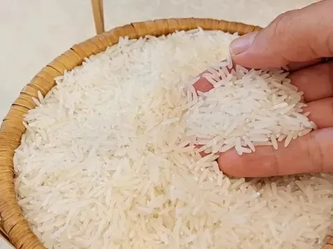 Giá lúa gạo hôm nay 5/8: giá gạo giảm nhẹ 50 đồng/kg