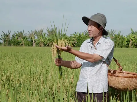 Giá lúa gạo hôm nay ngày 14/8: gạo nguyên liệu giảm nhẹ