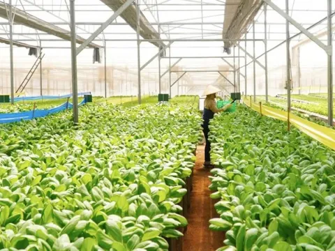 Bình Điền MeKong: Bạn đồng hành tin cậy của nông nghiệp đô thị xanh