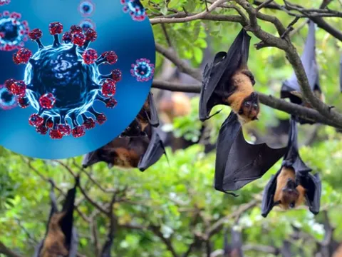 Hà Nội: tăng cường giám sát phòng, chống dịch bệnh do virus Nipah