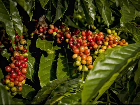 Giá cà phê hôm nay 25/9: Robusta tiếp tục tăng, đạt mức cao kỷ lục