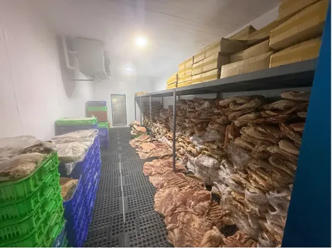 Hơn 50 tấn thịt heo bị “phù phép” thành thịt đà điểu, dê, nai, tuồn ra thị trường dịp Tết