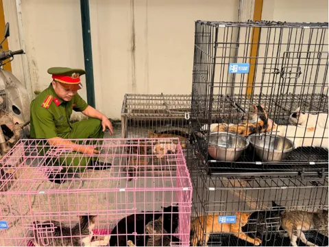 Lật tẩy thủ đoạn của đường dây chuyên trộm mèo