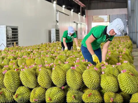 Dán tem truy xuất nguồn gốc trái cây: “Tấm hộ chiếu” nâng tầm giá trị xuất khẩu