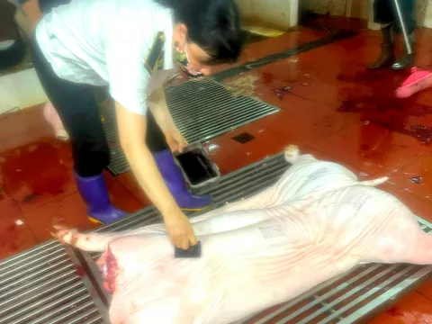 ​Phúc Thọ chủ động siết chặt quản lý giết mổ động vật