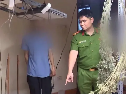 Công an phường Yên Hòa triệt phá đường dây trồng, chế biến cần sa