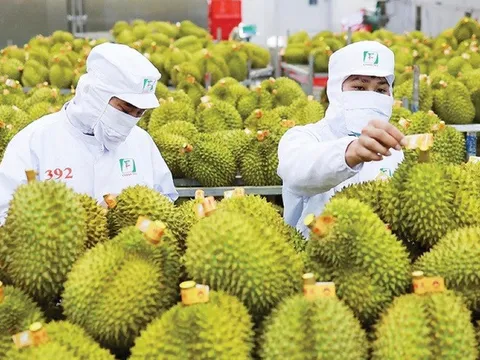 Ấn Độ chính thức mở cửa thị trường đối với sầu riêng tươi của Việt Nam