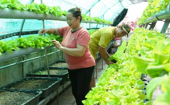 Đà Nẵng phát triển nông nghiệp xanh trên không gian đô thị