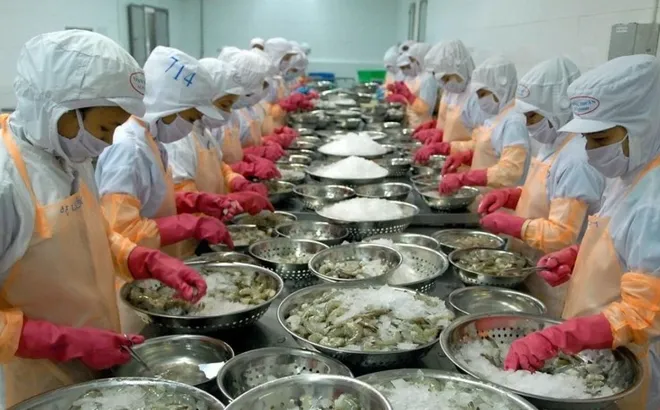 Ngành tôm tăng tốc xuất khẩu kỳ vọng trở lại thời 'hoàng kim' tại các thị trường nhỏ