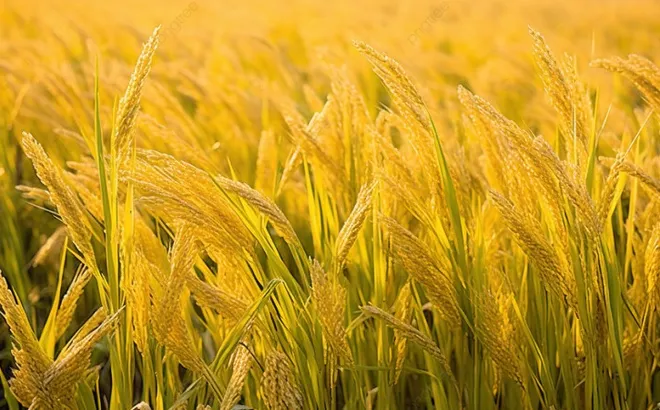 Giá lúa gạo hôm nay 26/9: đồng loạt giảm nhẹ