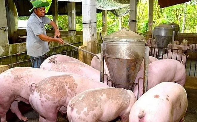 Giá heo hơi hôm nay 27/9: tại Quảng Bình tăng nhẹ 1.000 đồng/kg