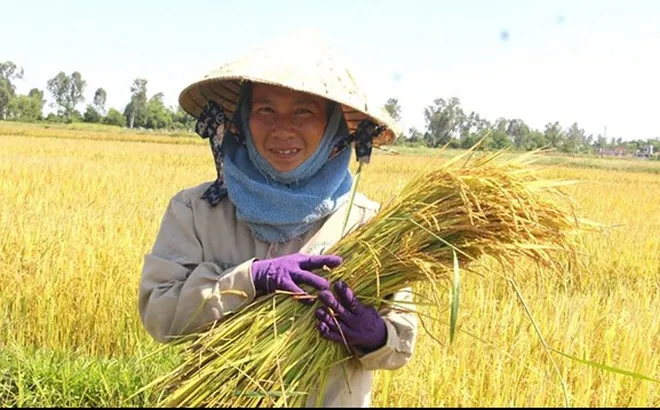 Giá lúa gạo hôm nay 29/9: Giá lúa giảm 200 - 300 đồng/kg