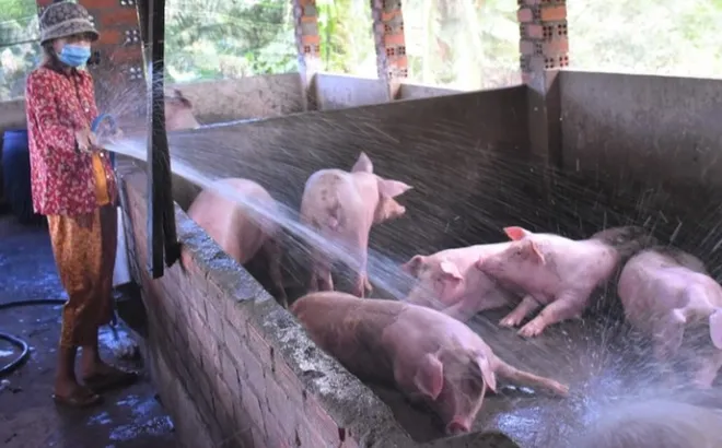 Giá heo hơi hôm nay 2/10: miền Bắc thu mua cao nhất cả nước 69.000 đồng/kg